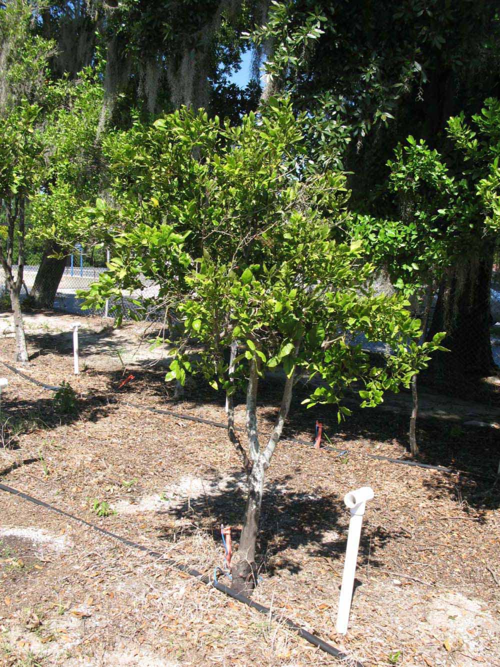            Habit (Winter Haven, FL)   